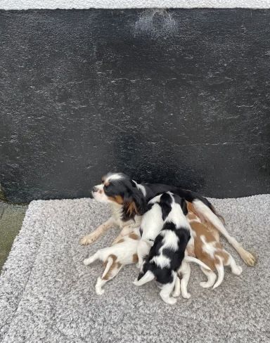 Wir freuen uns sehr, die Trächtigkeit unserer Cavalier King Charles Spaniel-Hündin Norma