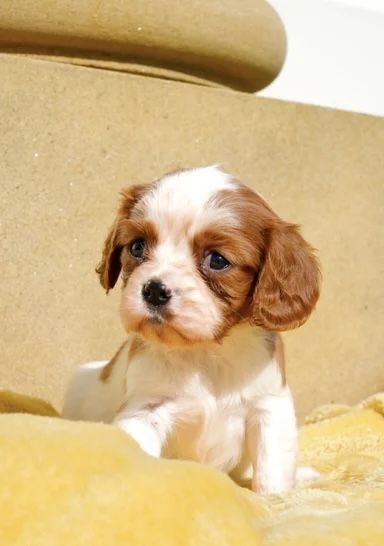 Wir freuen uns sehr, die Trächtigkeit unserer Cavalier King Charles Spaniel-Hündin Norma