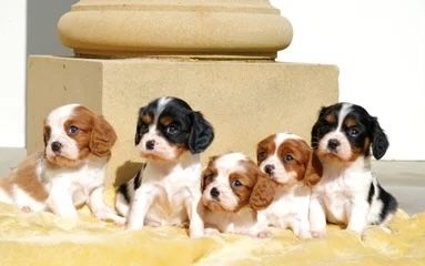 Wir freuen uns sehr, die Trächtigkeit unserer Cavalier King Charles Spaniel-Hündin Norma