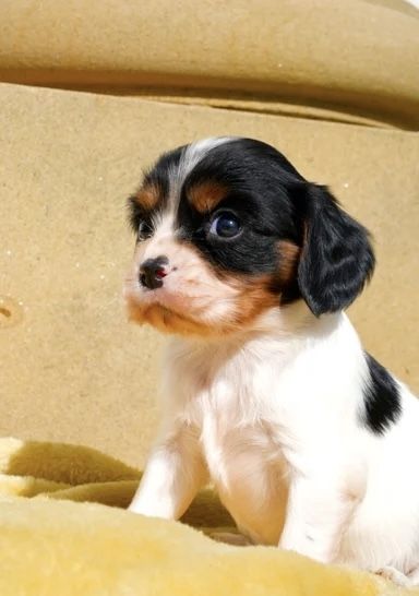 Wir freuen uns sehr, die Trächtigkeit unserer Cavalier King Charles Spaniel-Hündin Norma