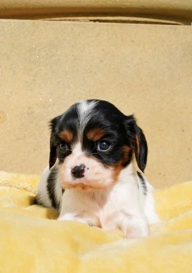 Wir freuen uns sehr, die Trächtigkeit unserer Cavalier King Charles Spaniel-Hündin Norma