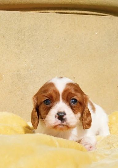 Wir freuen uns sehr, die Trächtigkeit unserer Cavalier King Charles Spaniel-Hündin Norma