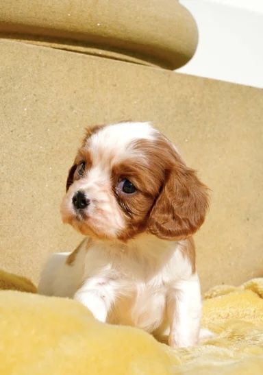 Wir freuen uns sehr, die Trächtigkeit unserer Cavalier King Charles Spaniel-Hündin Norma