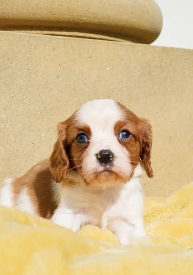 Wir freuen uns sehr, die Trächtigkeit unserer Cavalier King Charles Spaniel-Hündin Norma
