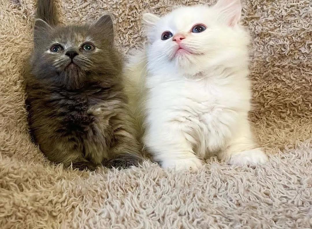 Lilac British Shorthair