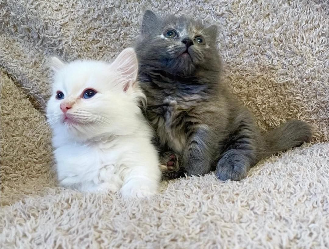 Lilac British Shorthair