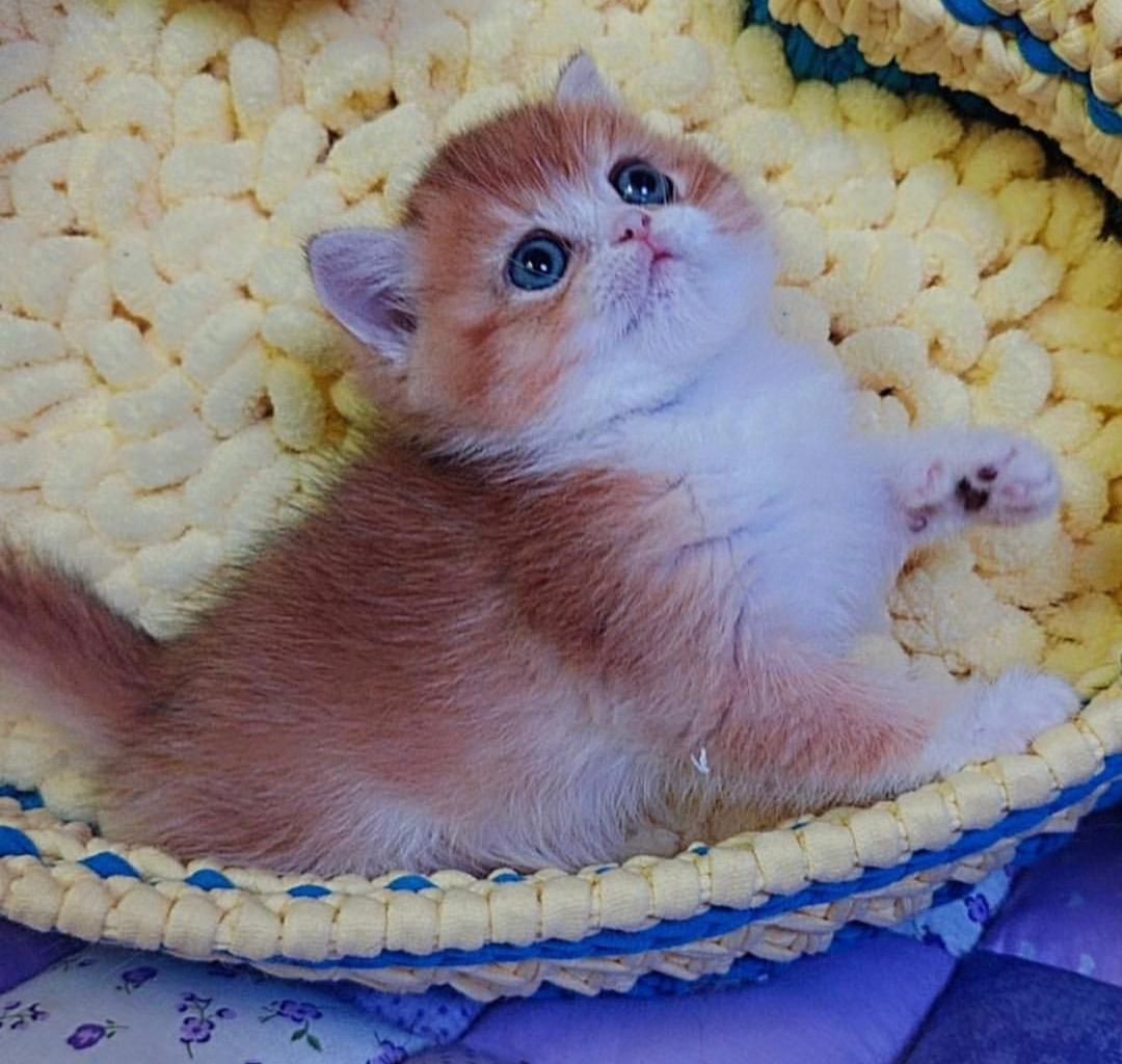 Lilac British Shorthair