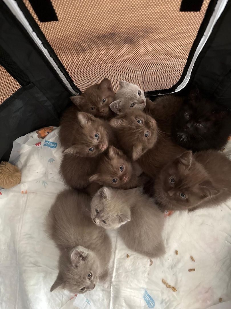 Wunderschöne Britisch Kurzhaar Kitten abzugeben