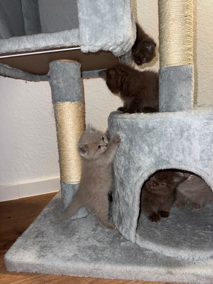 Wunderschöne Britisch Kurzhaar Kitten abzugeben