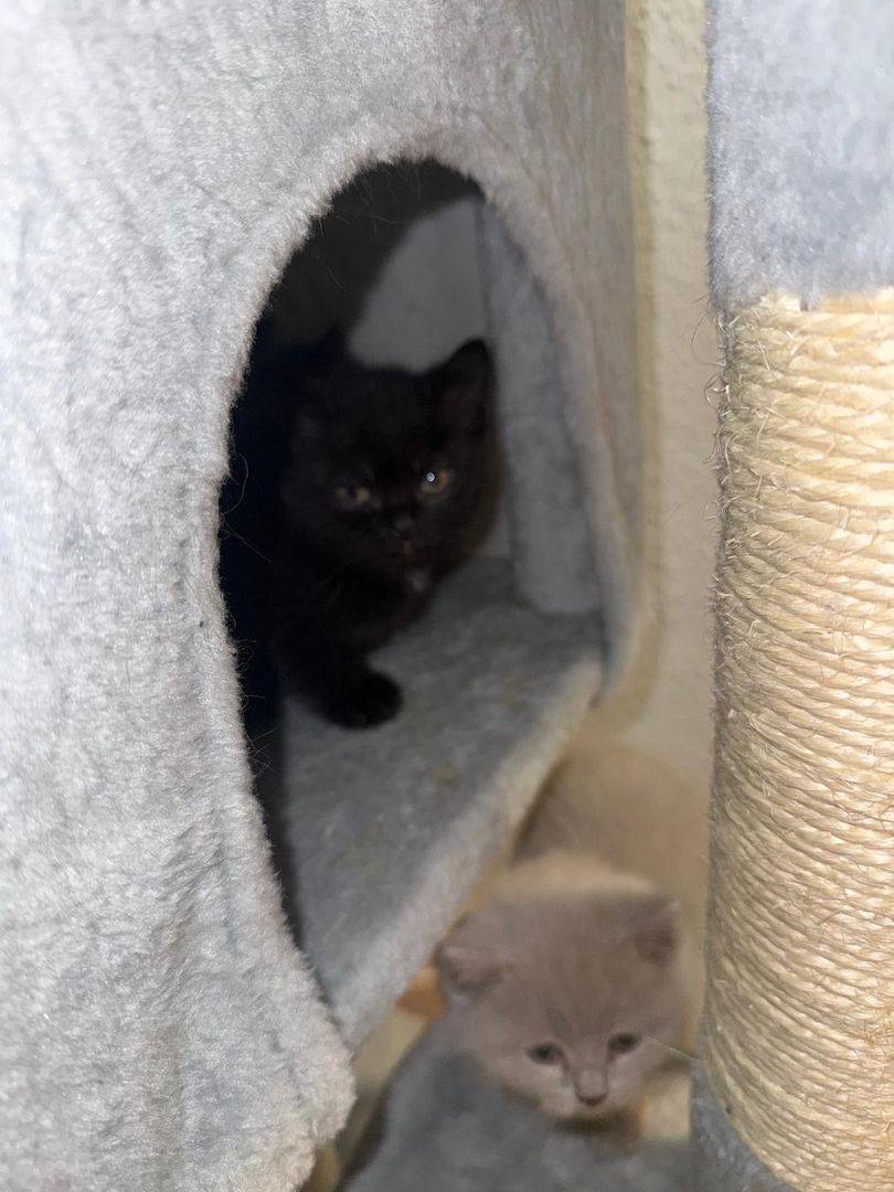 Wunderschöne Britisch Kurzhaar Kitten abzugeben