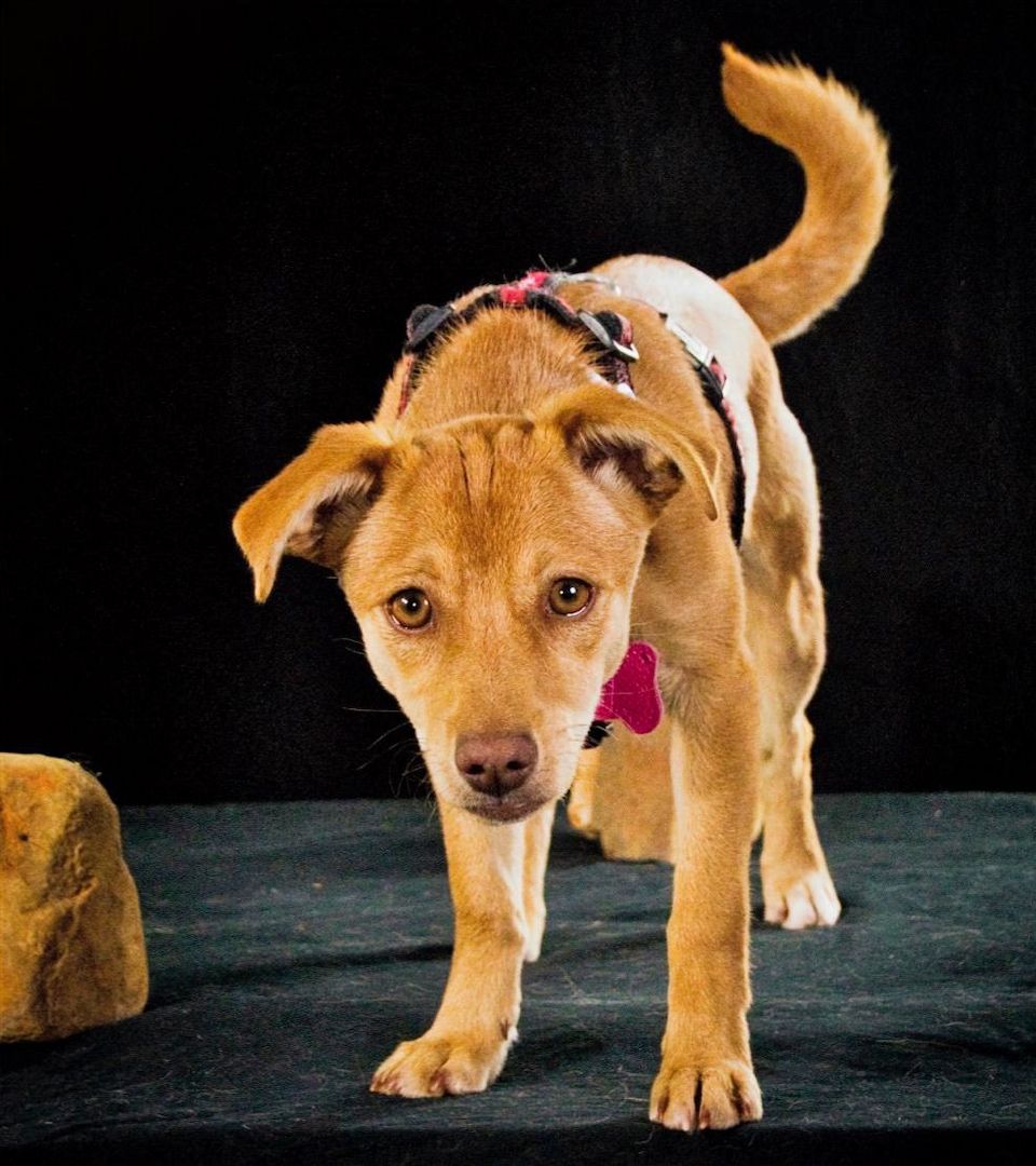 Shrimps - fröhlicher Sonnenschein