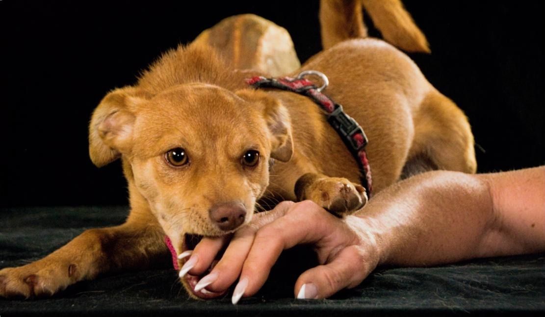 Shrimps - fröhlicher Sonnenschein