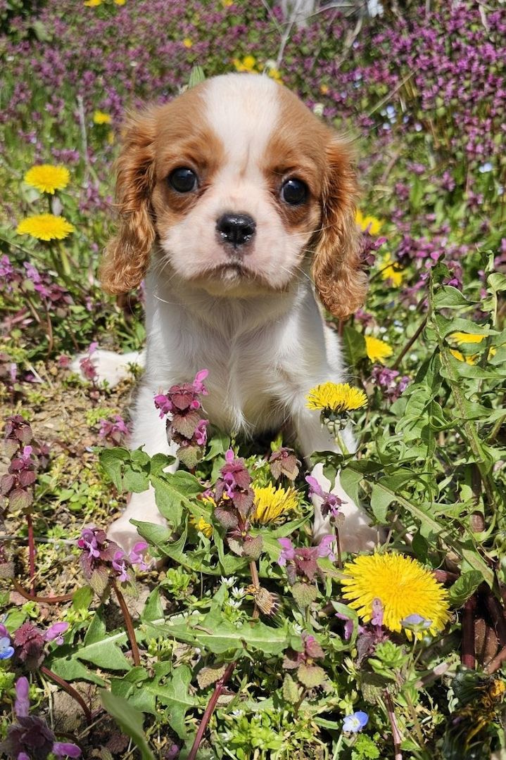 Cavalier King Charles Spaniel Mädchen