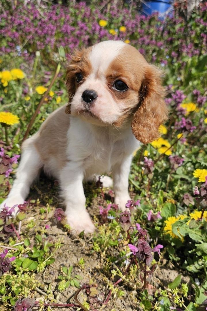 Cavalier King Charles Spaniel Mädchen