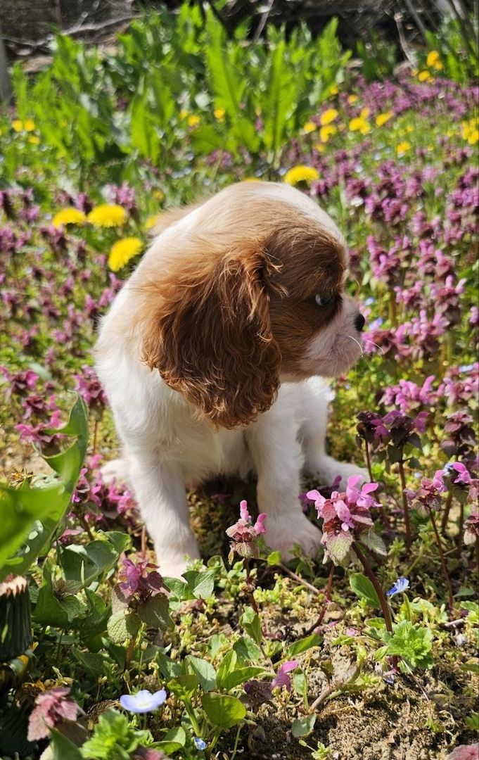 Cavalier King Charles Spaniel Mädchen