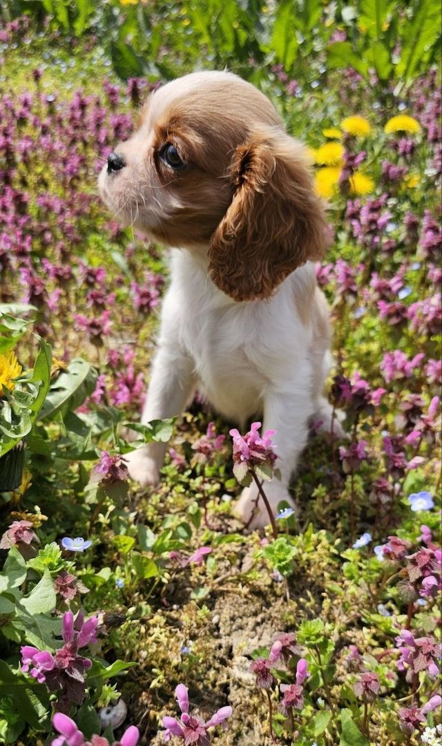 Cavalier King Charles Spaniel Mädchen