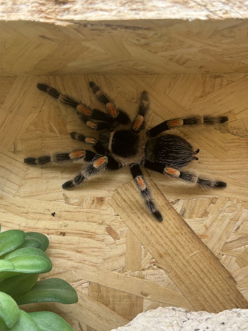 Brachypelma Hamorii inklusive Terrarium