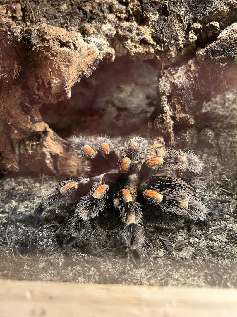 Brachypelma Hamorii inklusive Terrarium