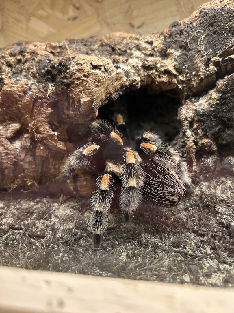Brachypelma Hamorii inklusive Terrarium