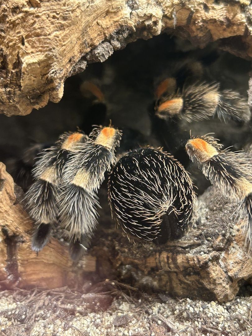Brachypelma Hamorii inklusive Terrarium