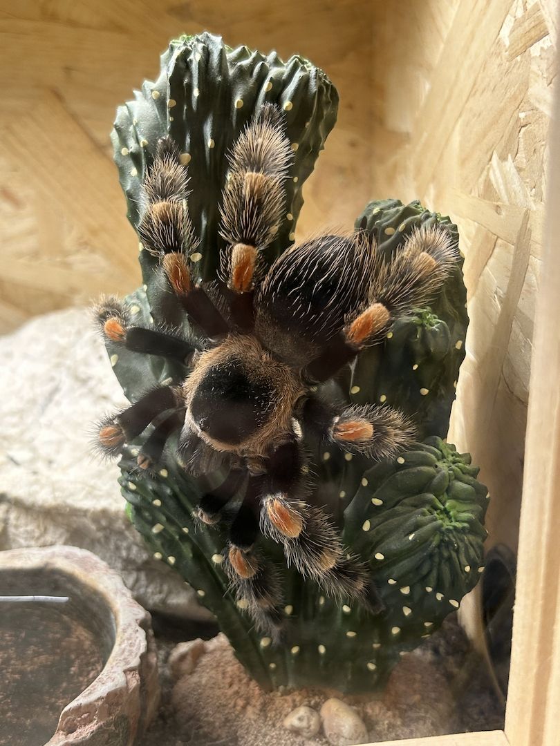 Brachypelma Hamorii inklusive Terrarium