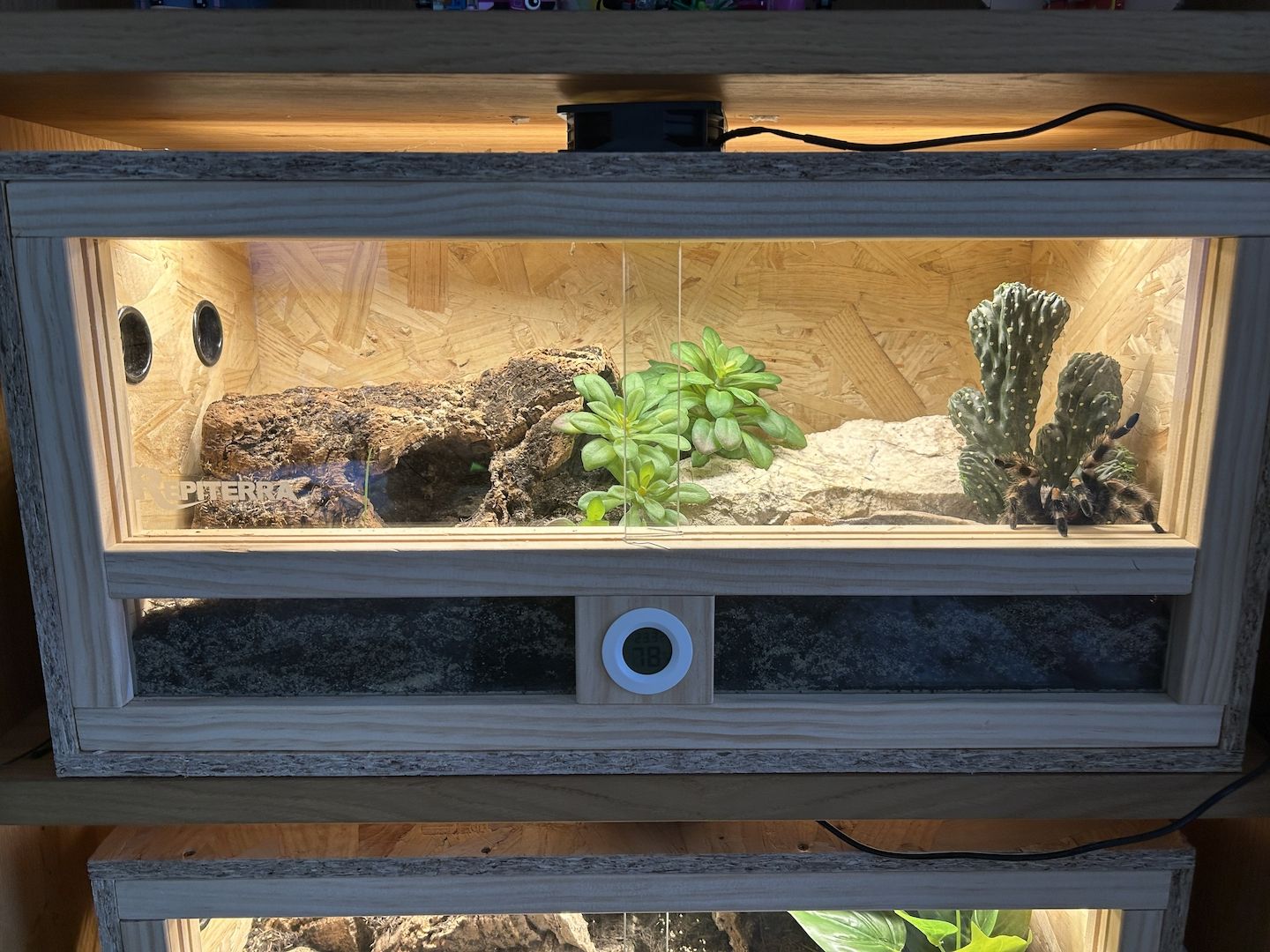 Brachypelma Hamorii inklusive Terrarium