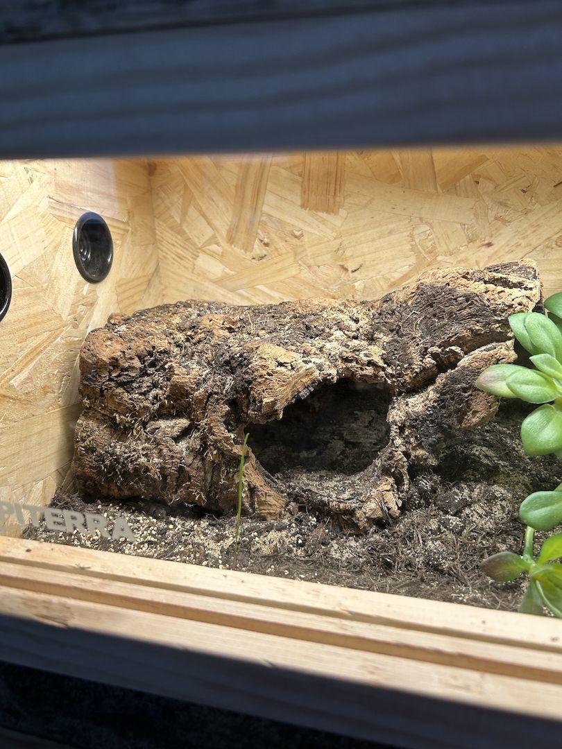 Brachypelma Hamorii inklusive Terrarium