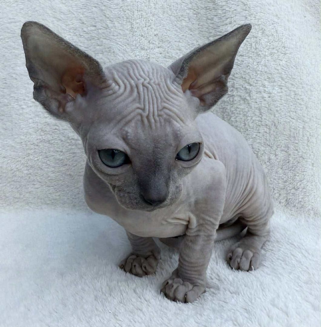 Sphynx-Kätzchen brauchen ein gutes Zuhause