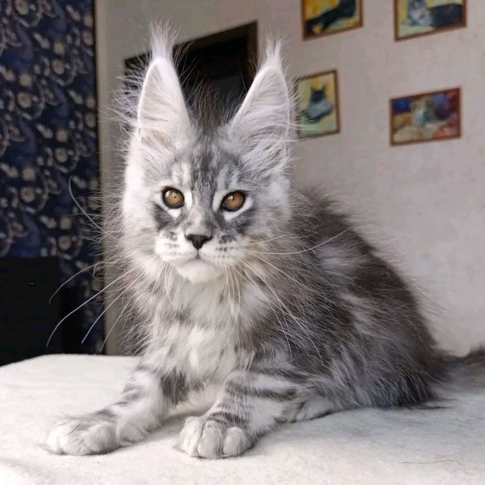 MAINE COON KITTEN