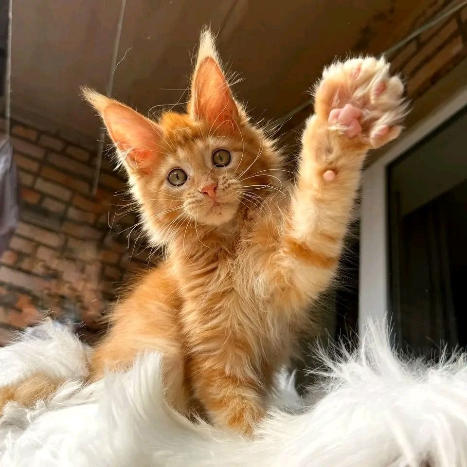 Maine Coone Reinrassig mit Stammbaum H-Wurf