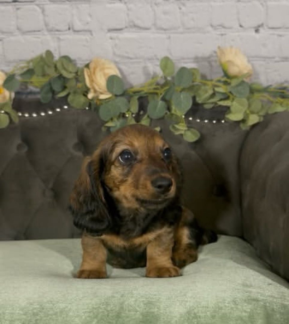 Exzellente Dackel Welpen Zwergdackel