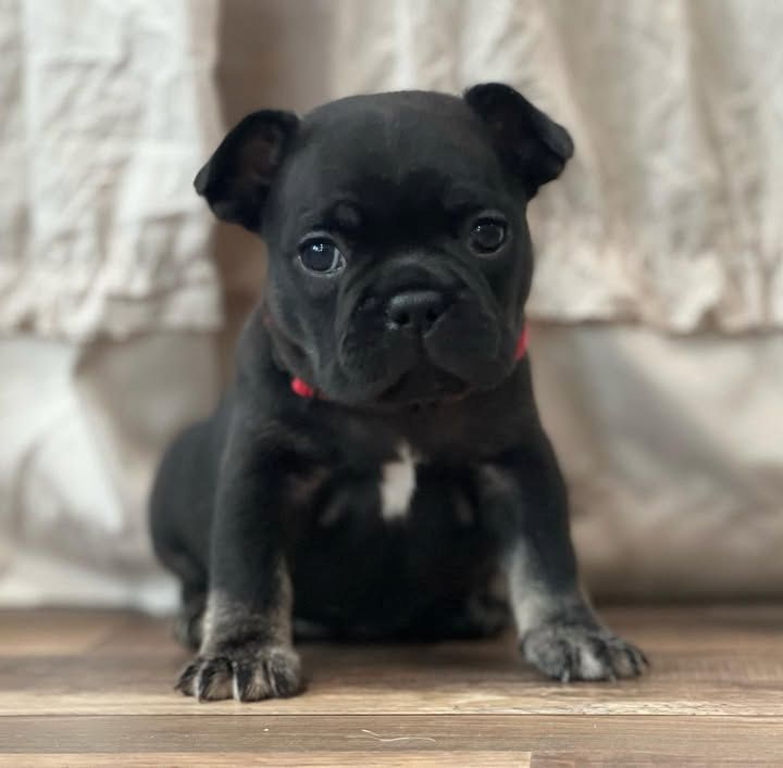 Französische Bulldogge