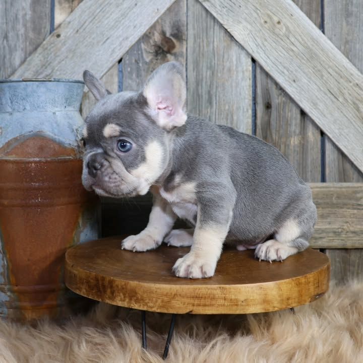 Französische Bulldogge