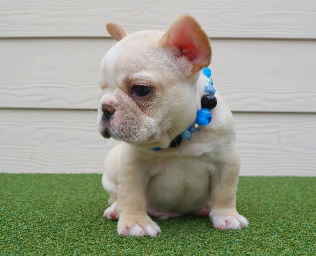 Französische Bulldogge