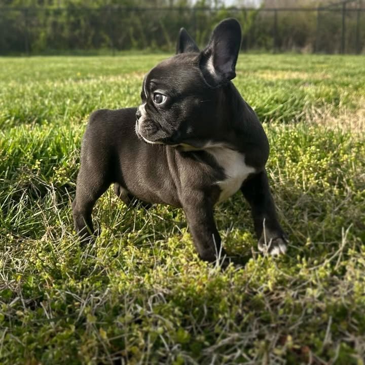 Französische Bulldogge
