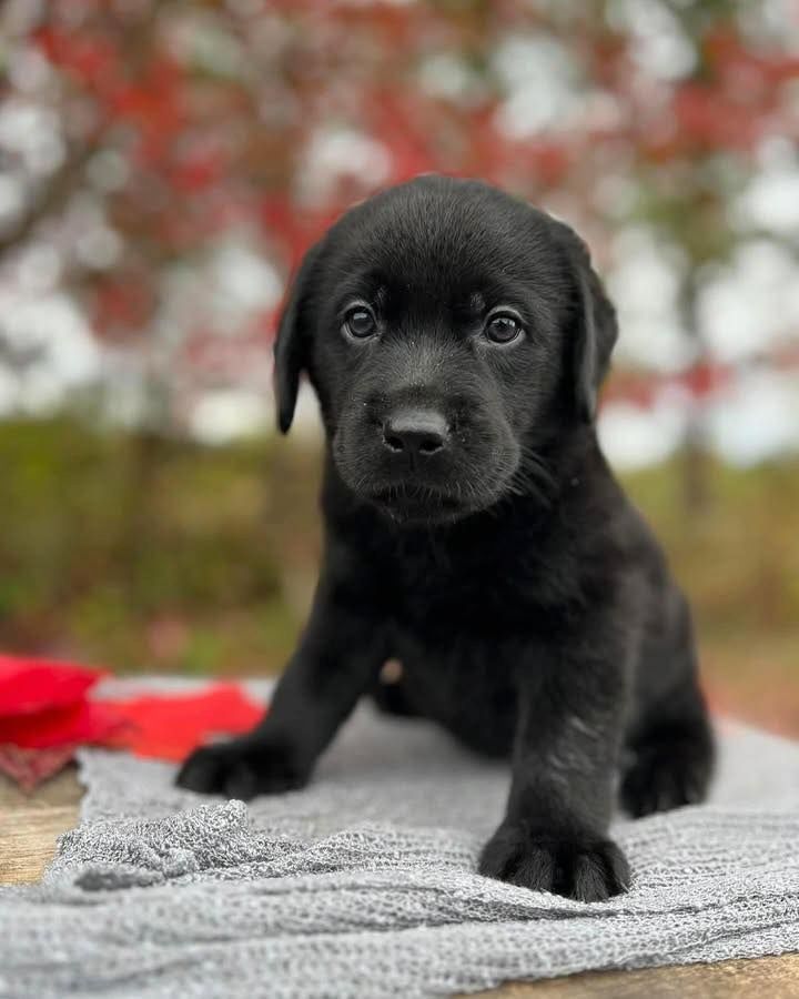 Labrador Welpen mit Ahnentafel vom Züchter