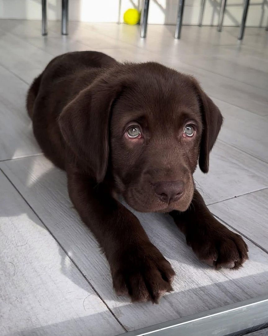 Labrador Welpen mit Ahnentafel vom Züchter