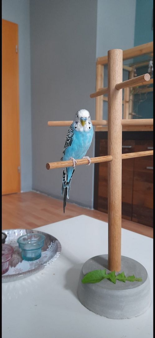 Wellensittiche