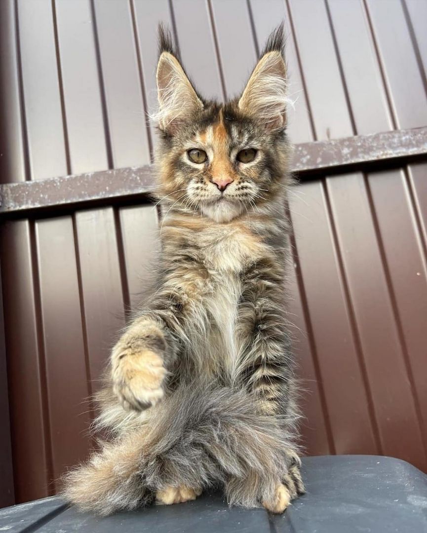 wunderschöne Maine-Coon-Kätzchen