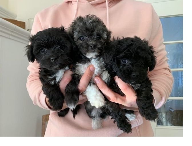 Zauberhafte Bolonka Zwetna Welpen mit Ahnentafel