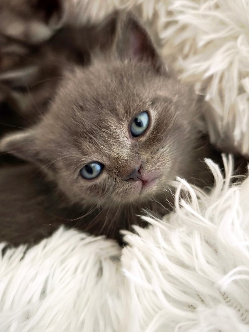 6 Britisch-Kurzhaar-Kitten aus liebevoller Aufzucht suchen ein Zuhause auf Lebenszeit