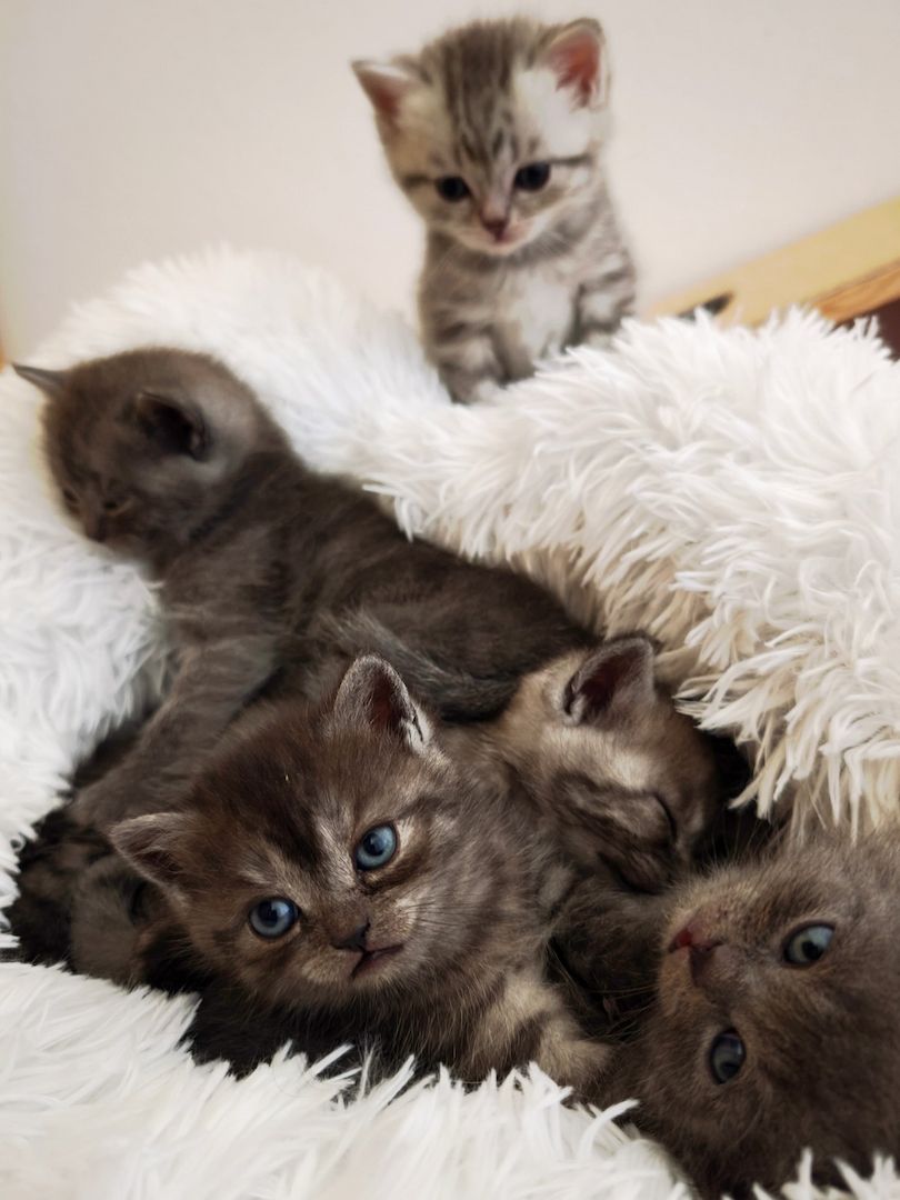 6 Britisch-Kurzhaar-Kitten aus liebevoller Aufzucht suchen ein Zuhause auf Lebenszeit