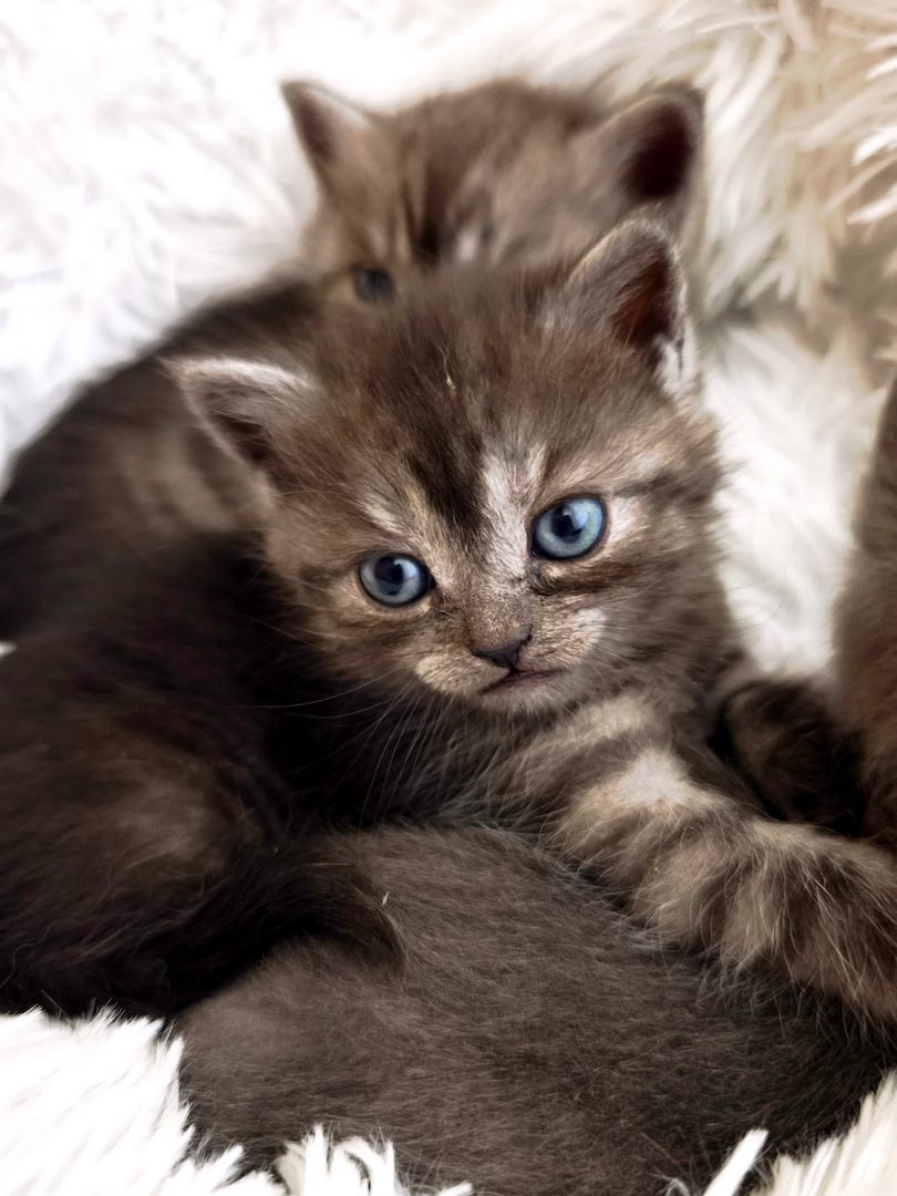 6 Britisch-Kurzhaar-Kitten aus liebevoller Aufzucht suchen ein Zuhause auf Lebenszeit