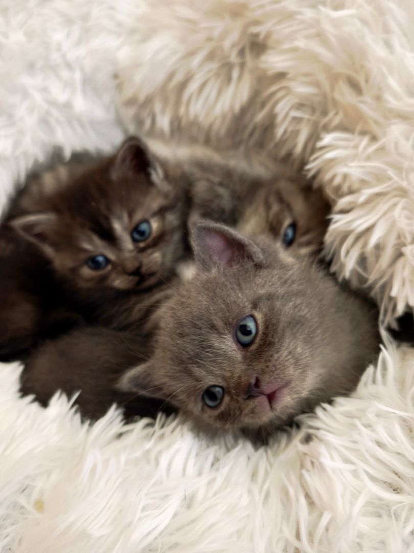 6 Britisch-Kurzhaar-Kitten aus liebevoller Aufzucht suchen ein Zuhause auf Lebenszeit