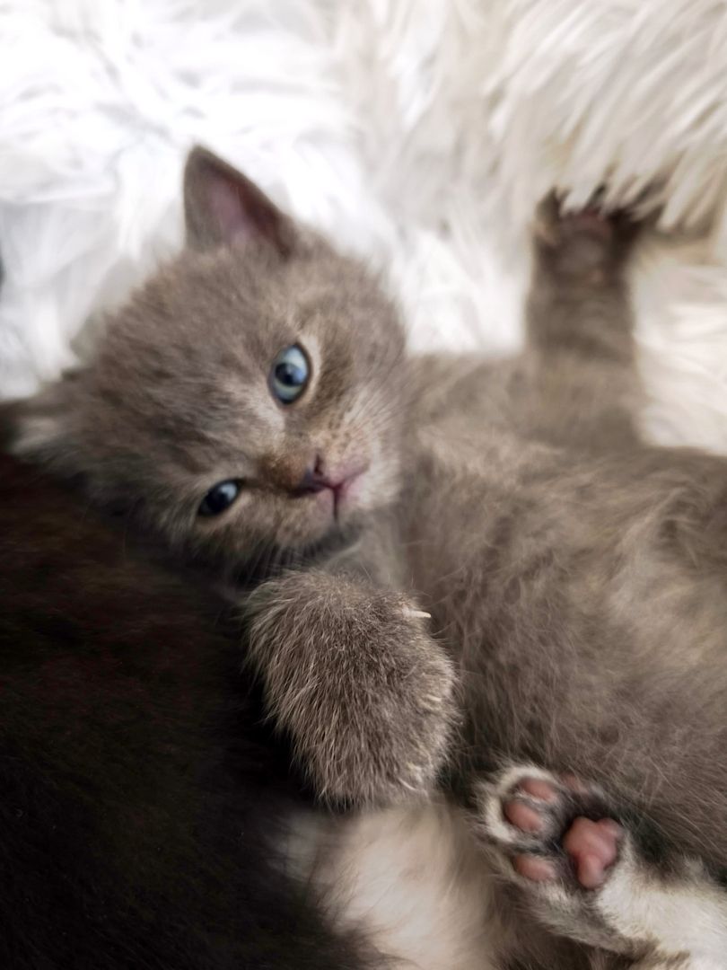 6 Britisch-Kurzhaar-Kitten aus liebevoller Aufzucht suchen ein Zuhause auf Lebenszeit