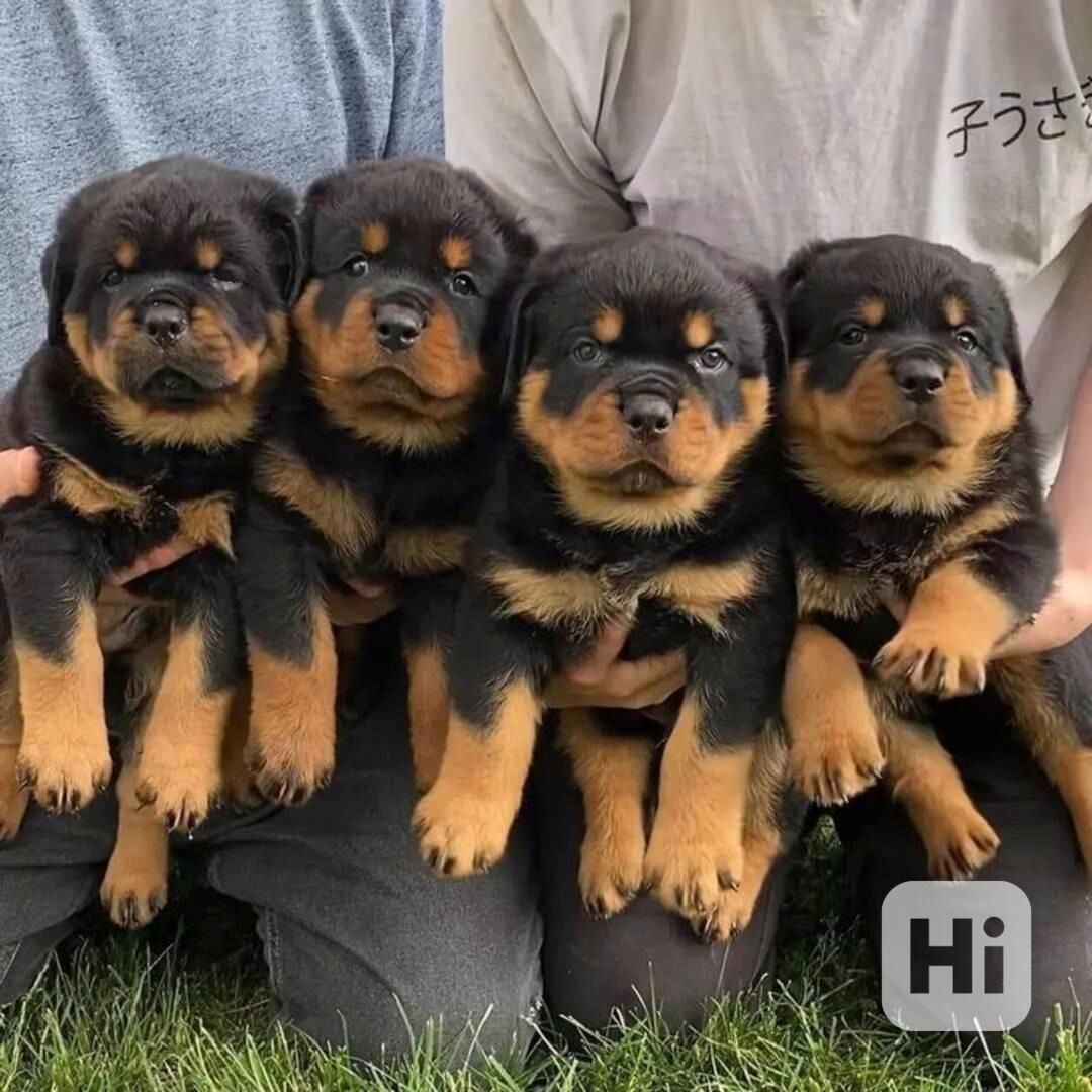 Wunderschöne RottweilerWelpen