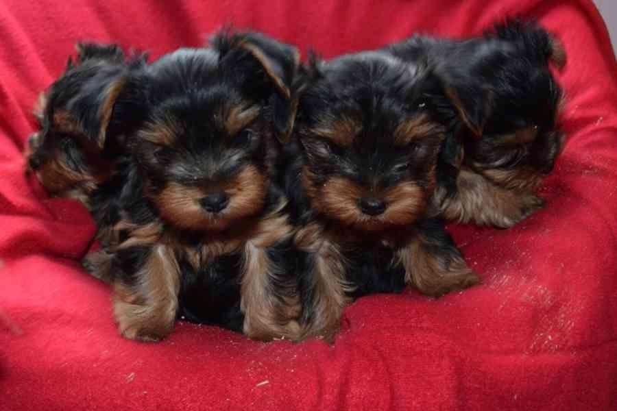 Yorkshire Terrier 12 Wochen mit Papieren