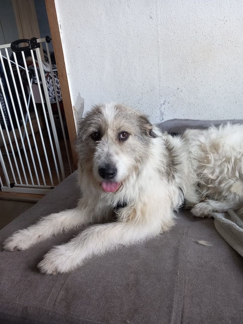 Liebenswerte Sarah sucht ihr für immer Zuhause