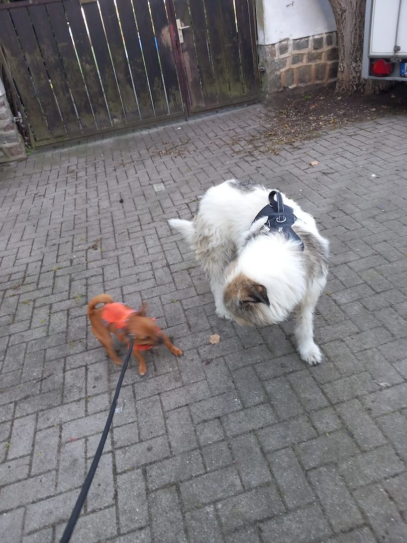 Liebenswerte Sarah sucht ihr für immer Zuhause