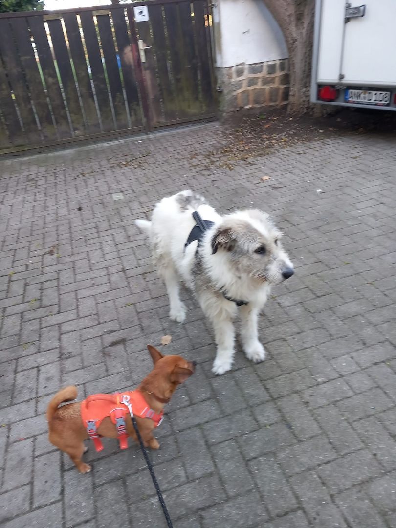 Liebenswerte Sarah sucht ihr für immer Zuhause